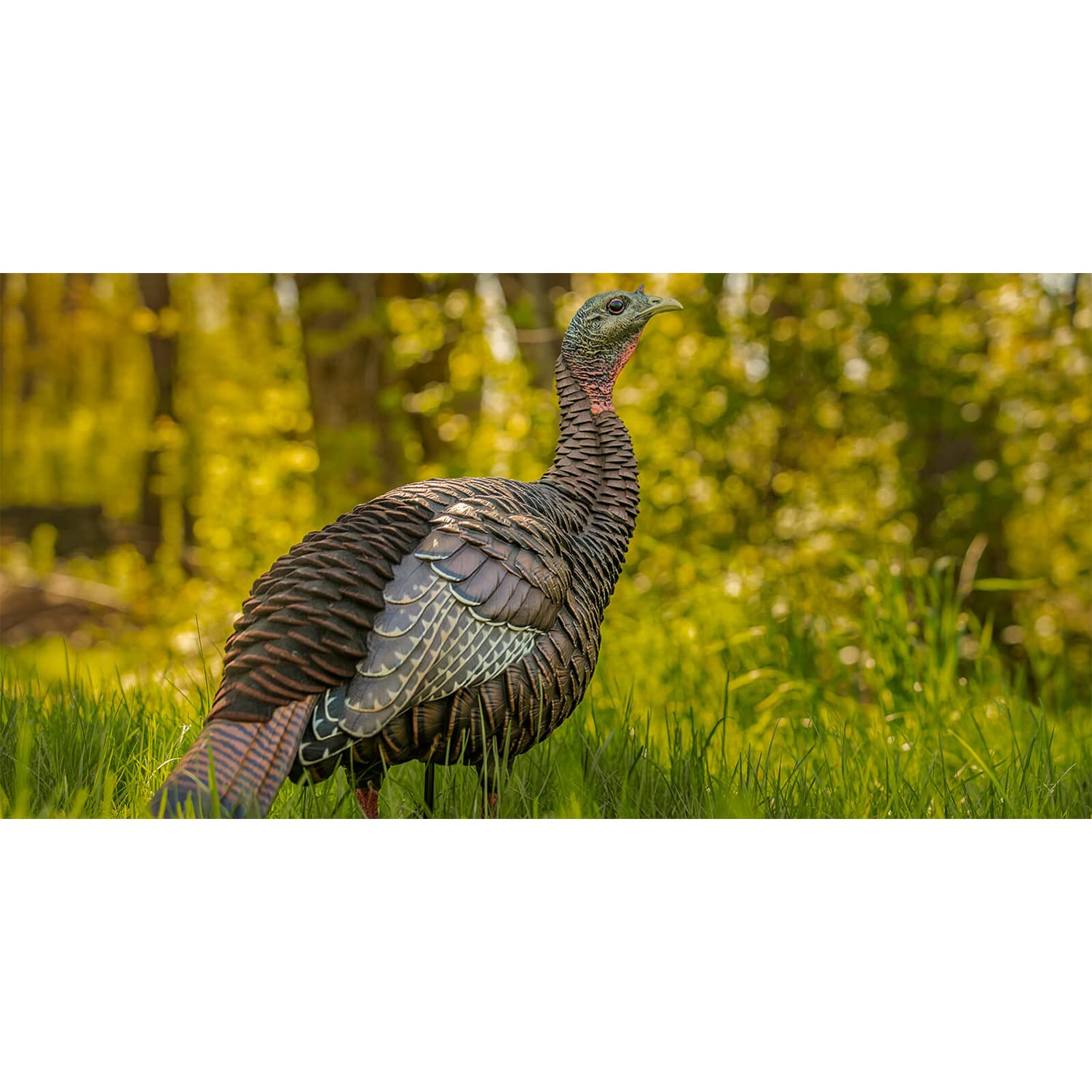 HDR Hen Turkey Decoy Avian-X | Durable Realistic Lifelike Standing Hunting Decoy with 2 Removable Heads, Carry Bag & Integrated Stake, AVX8106