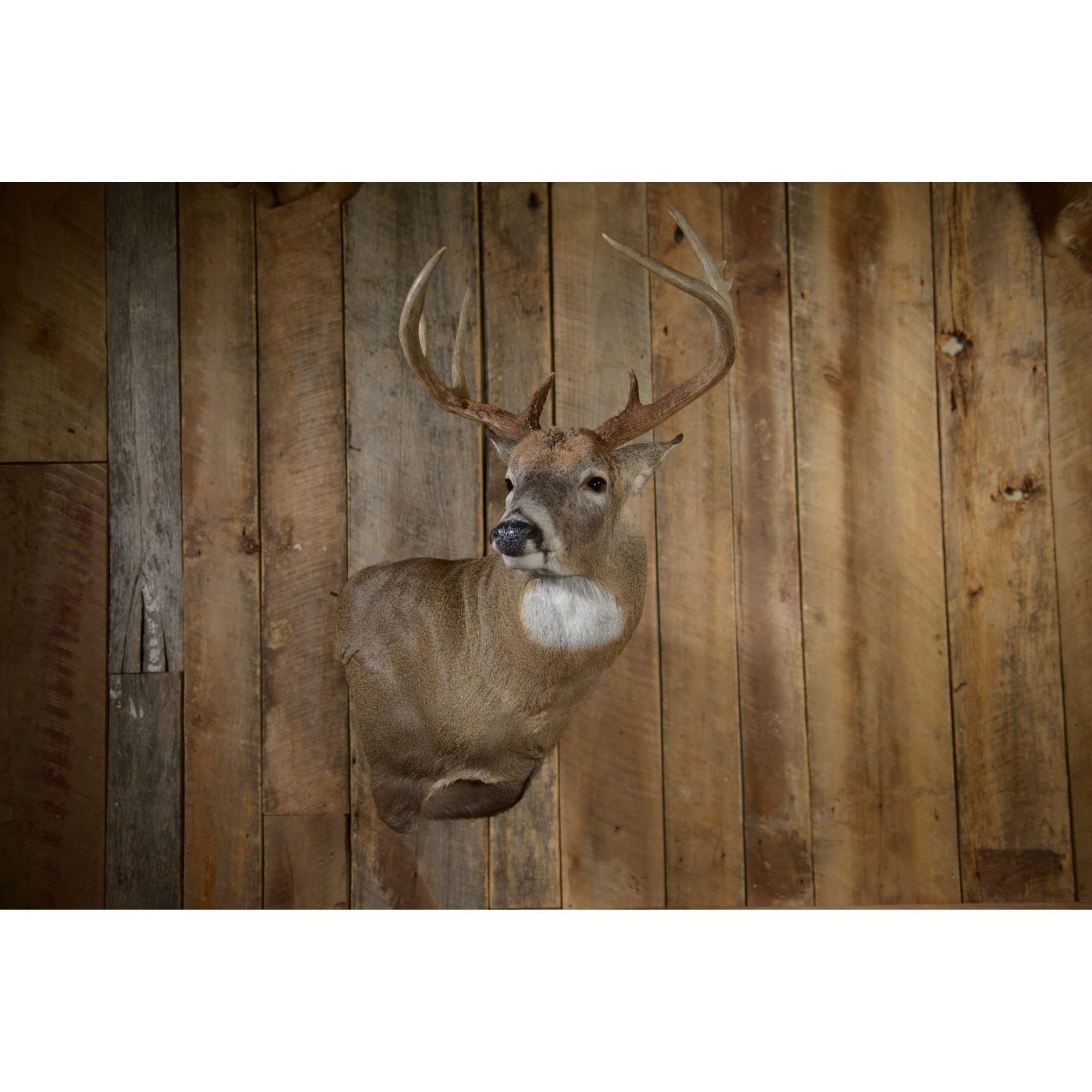 Skull Hooker Dual Shoulder Mount Small/Medium Game Steel Powder-Coated with 8-inch Swing Arm, Brown