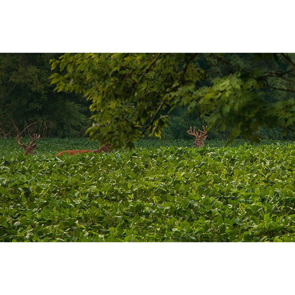Throw & Gro EVOLVED HARVEST No-Till Forage for Deer - Easy-to-Plant Fast-Growing Food Plot Seeds, 5 Lbs