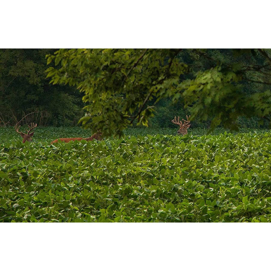 Throw & Gro EVOLVED HARVEST No-Till Forage for Deer - Easy-to-Plant Fast-Growing Food Plot Seeds, 5 Lbs