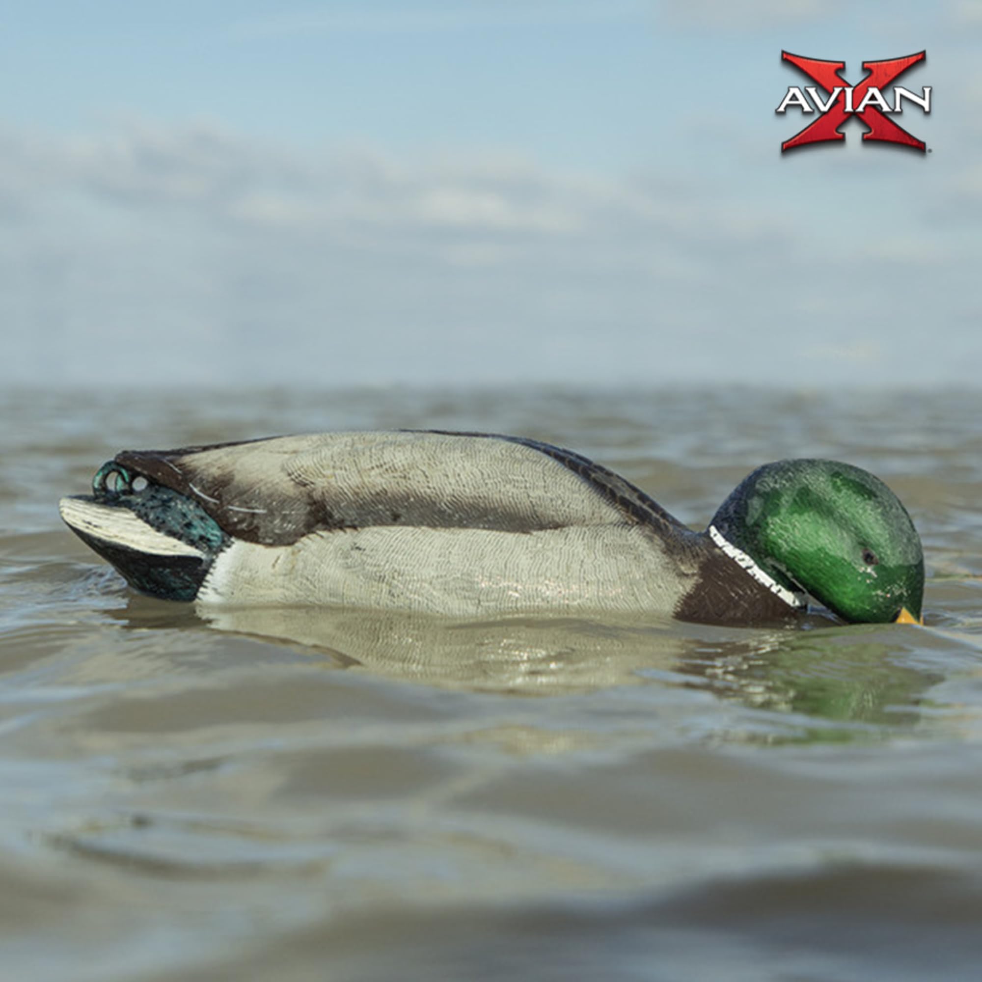 Avian-X Power Shaker Mallard Drake Duck Decoy Floating Surface Feeder for Hunting with Shaker Module Foam Filled Body, Multicolor