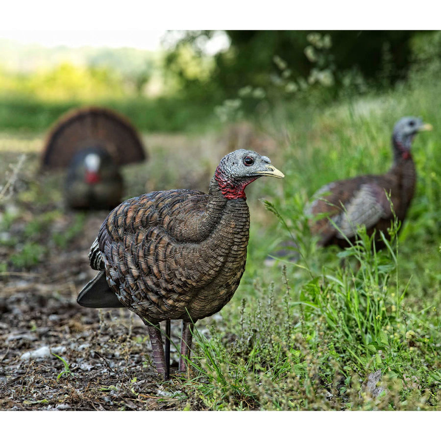 AVIAN-X LCD Turkey Breeder Hen Decoy | Durable Realistic Lifelike Collapsible Standing Hunting Decoy with Carry Bag & Stake, AVX8008