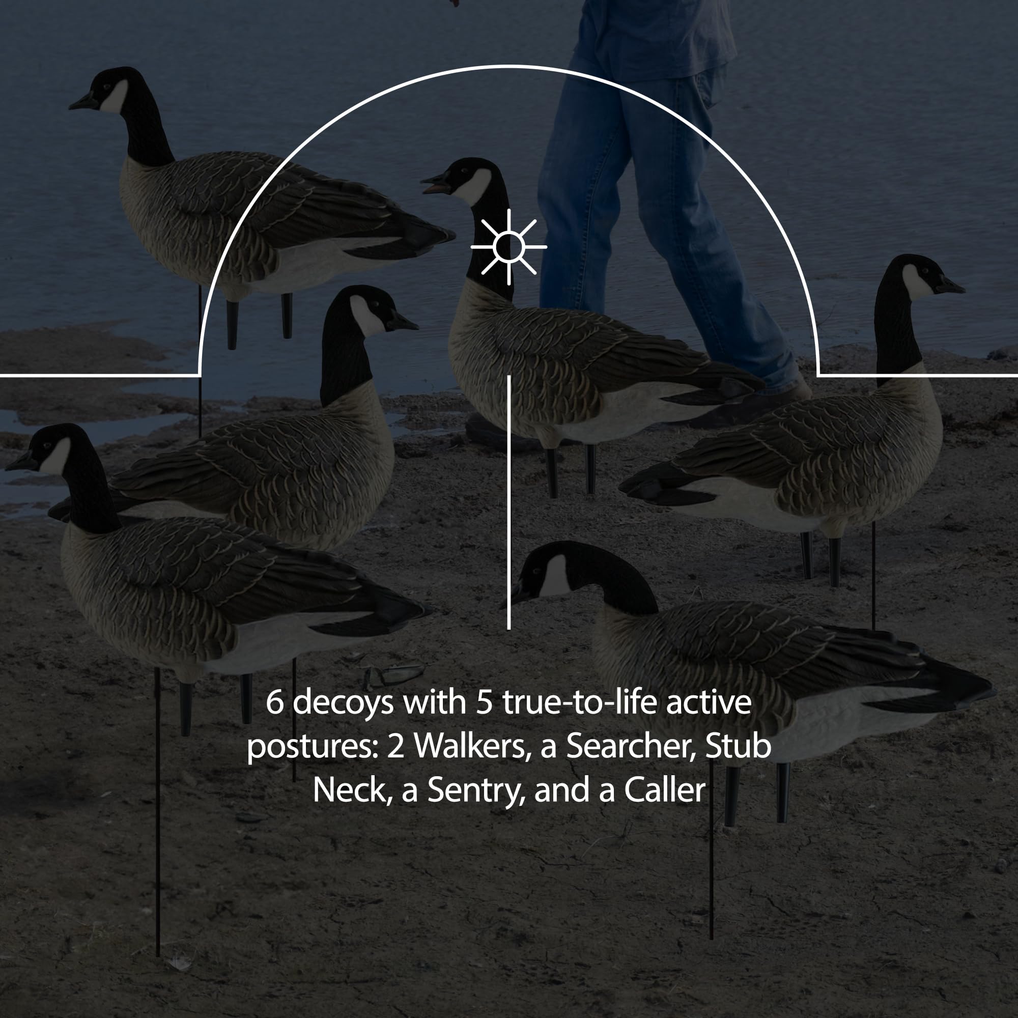 Avian X AXP Fusion Pack Honkers Lesser Canada Goose Decoys, 5 Oversized Active Postures, No Flake Paint, Flocked Heads, and Included Bag