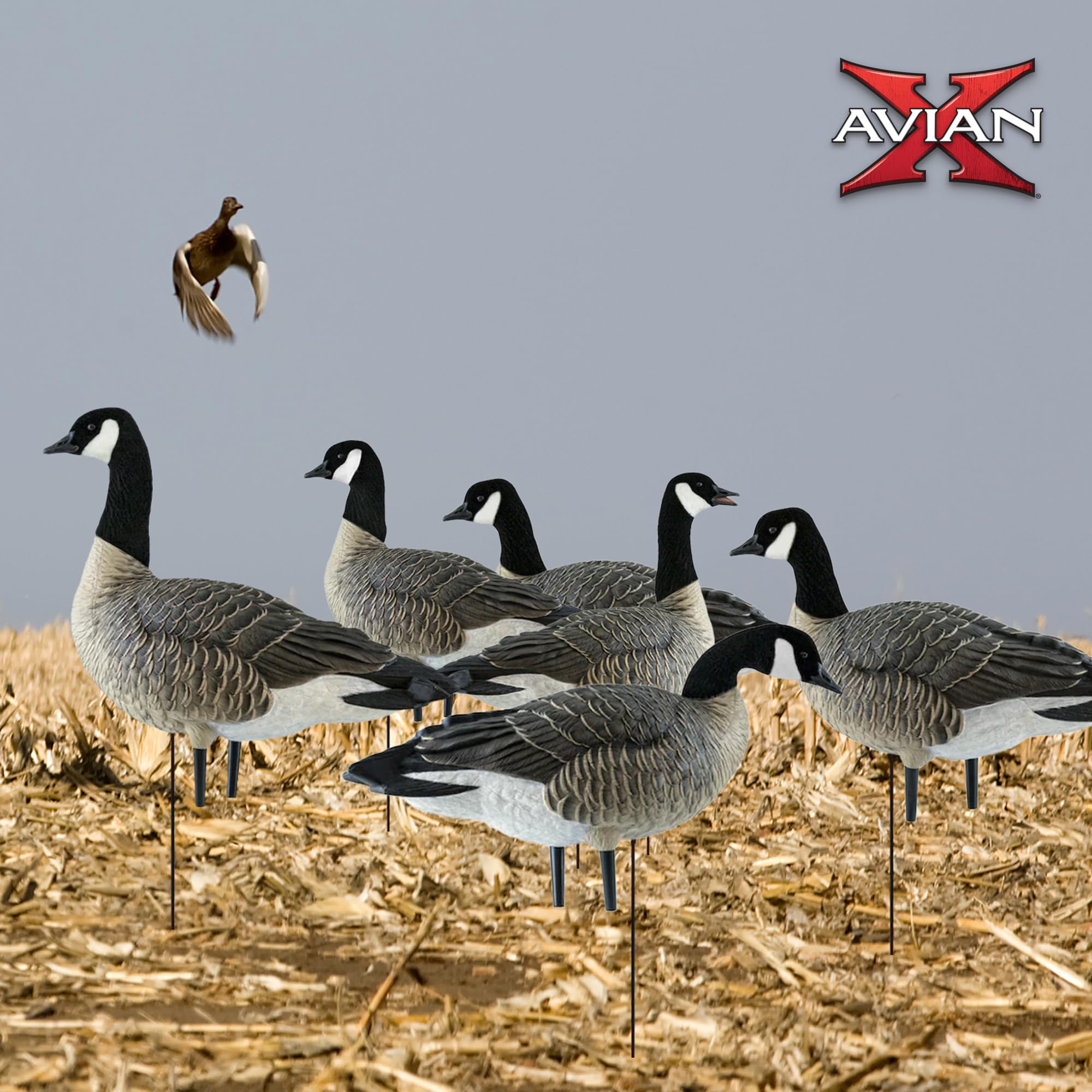 Avian X AXP Fusion Pack Honkers Lesser Canada Goose Decoys, 5 Oversized Active Postures, No Flake Paint, Flocked Heads, and Included Bag