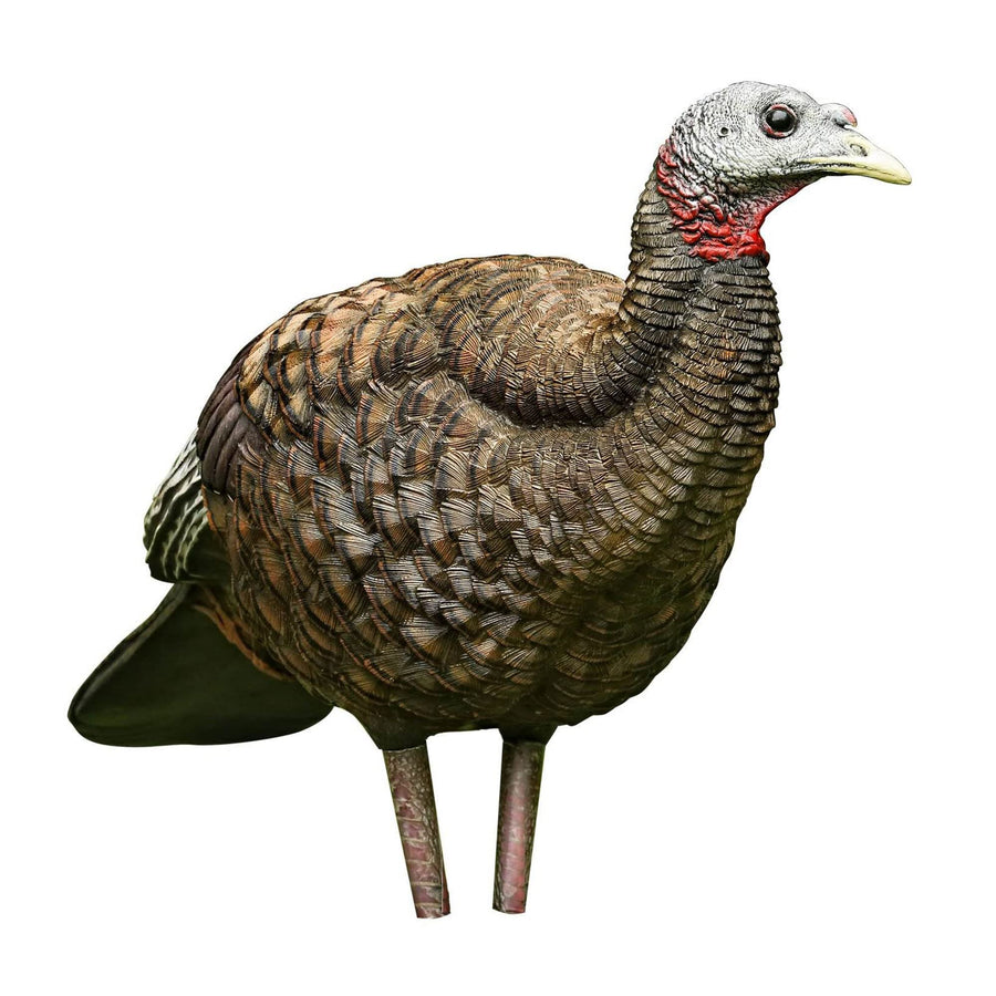 AVIAN-X LCD Turkey Breeder Hen Decoy | Durable Realistic Lifelike Collapsible Standing Hunting Decoy with Carry Bag & Stake, AVX8008