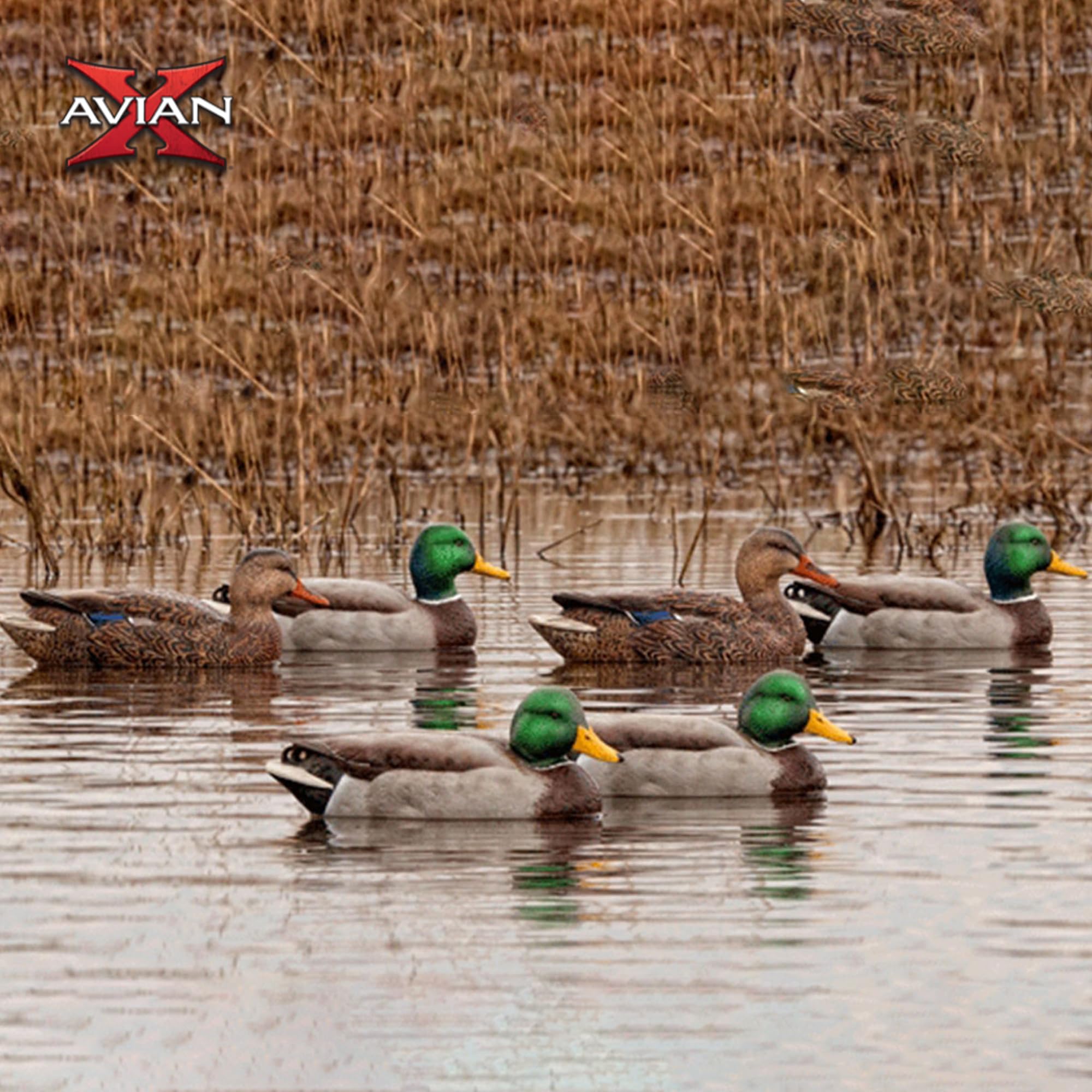 AXP Full Body Mallards Avian-X Decoy with Durable Materials, Wind Activated Motion System, and 6 True to Life Postures, 6 Pack, Multicolor