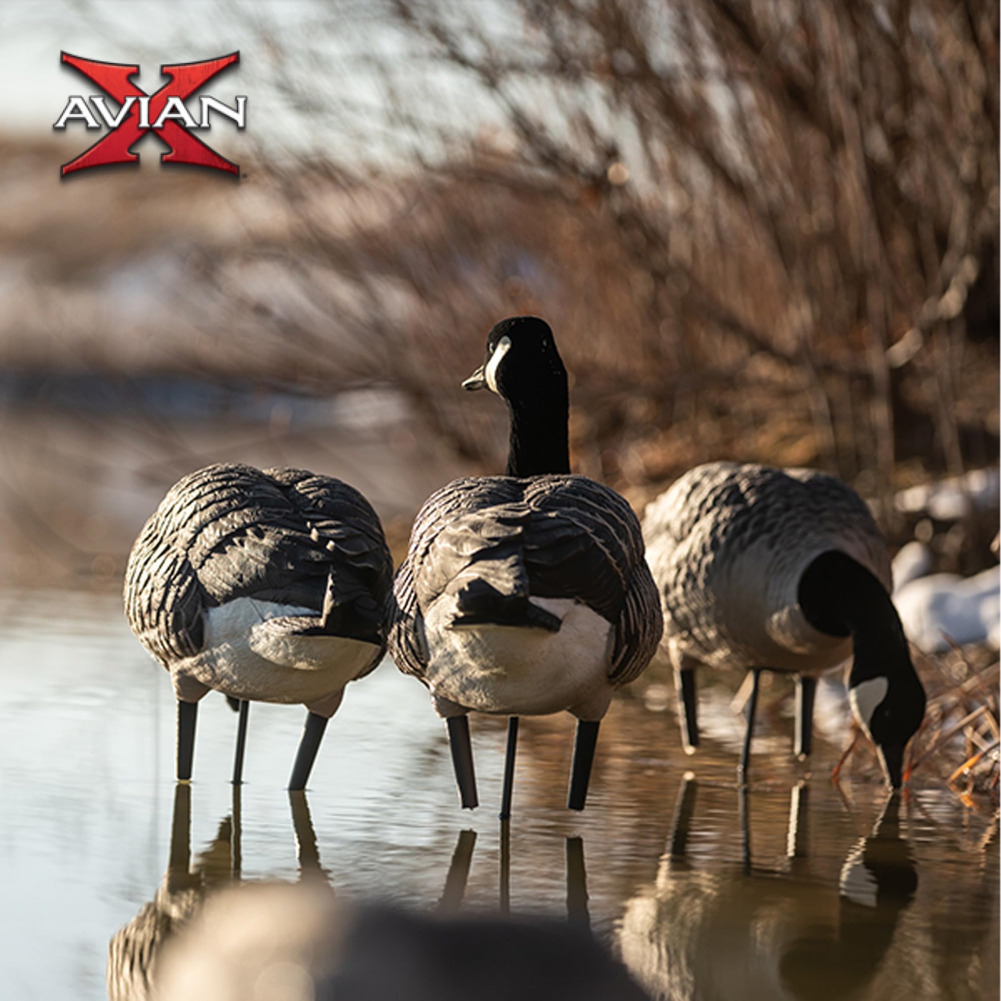 Avian X AXP Fusion Pack Honkers Full Body Canada Goose Decoys with Ultra Realistic Paint, Flocked Heads, 1 Sentry, 2 Walkers, and 3 Feeders