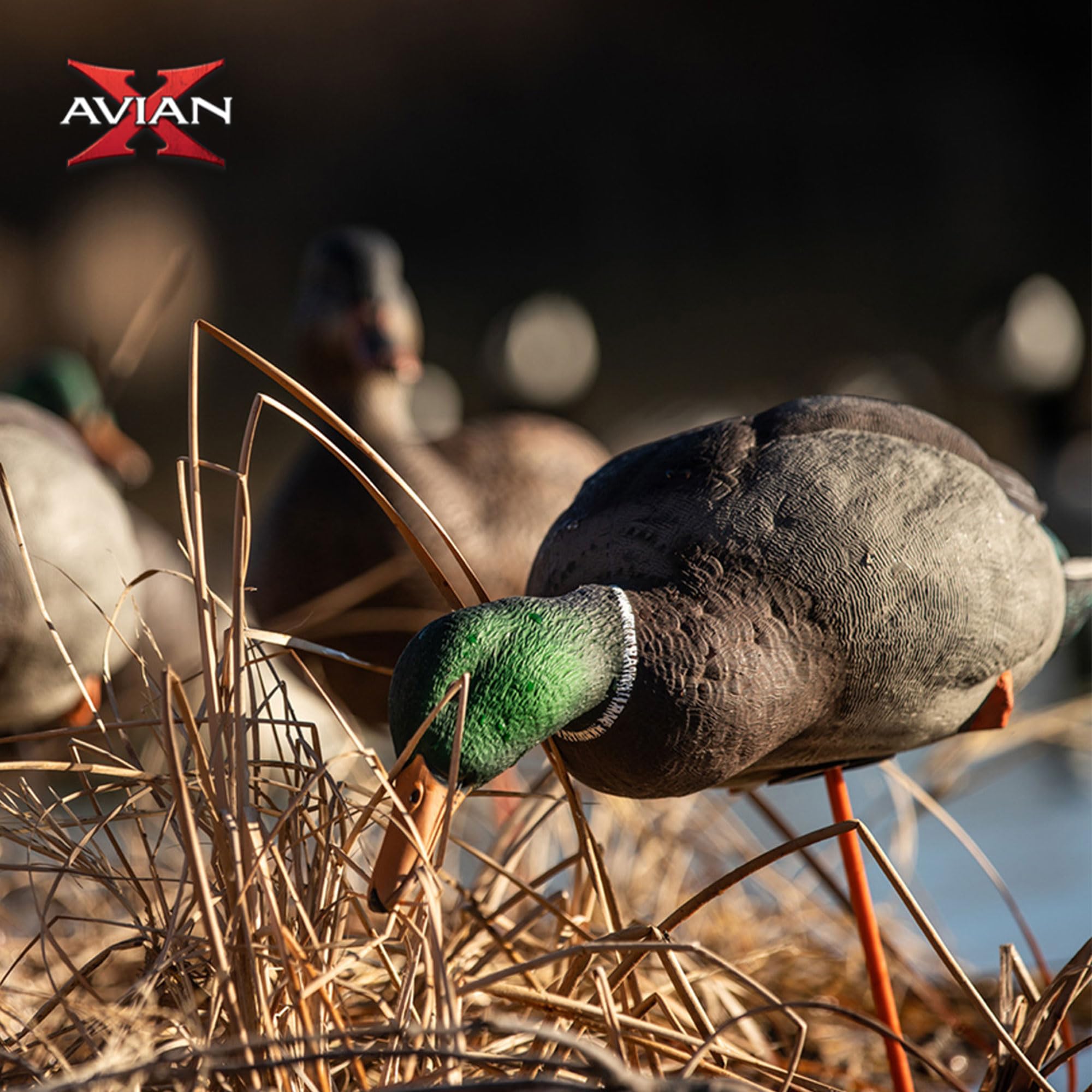 AXP Full Body Mallards Avian-X Decoy with Durable Materials, Wind Activated Motion System, and 6 True to Life Postures, 6 Pack, Multicolor