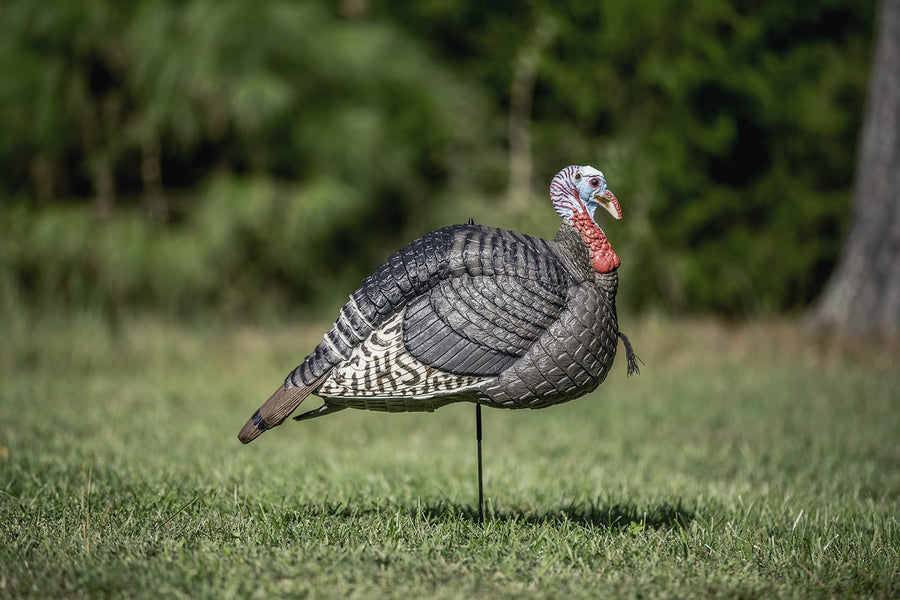 HUNTERS SPECIALTIES Lite Jake Gobbler Turkey Foldable Hollow Body Realistic Decoy,Brown HS Strut