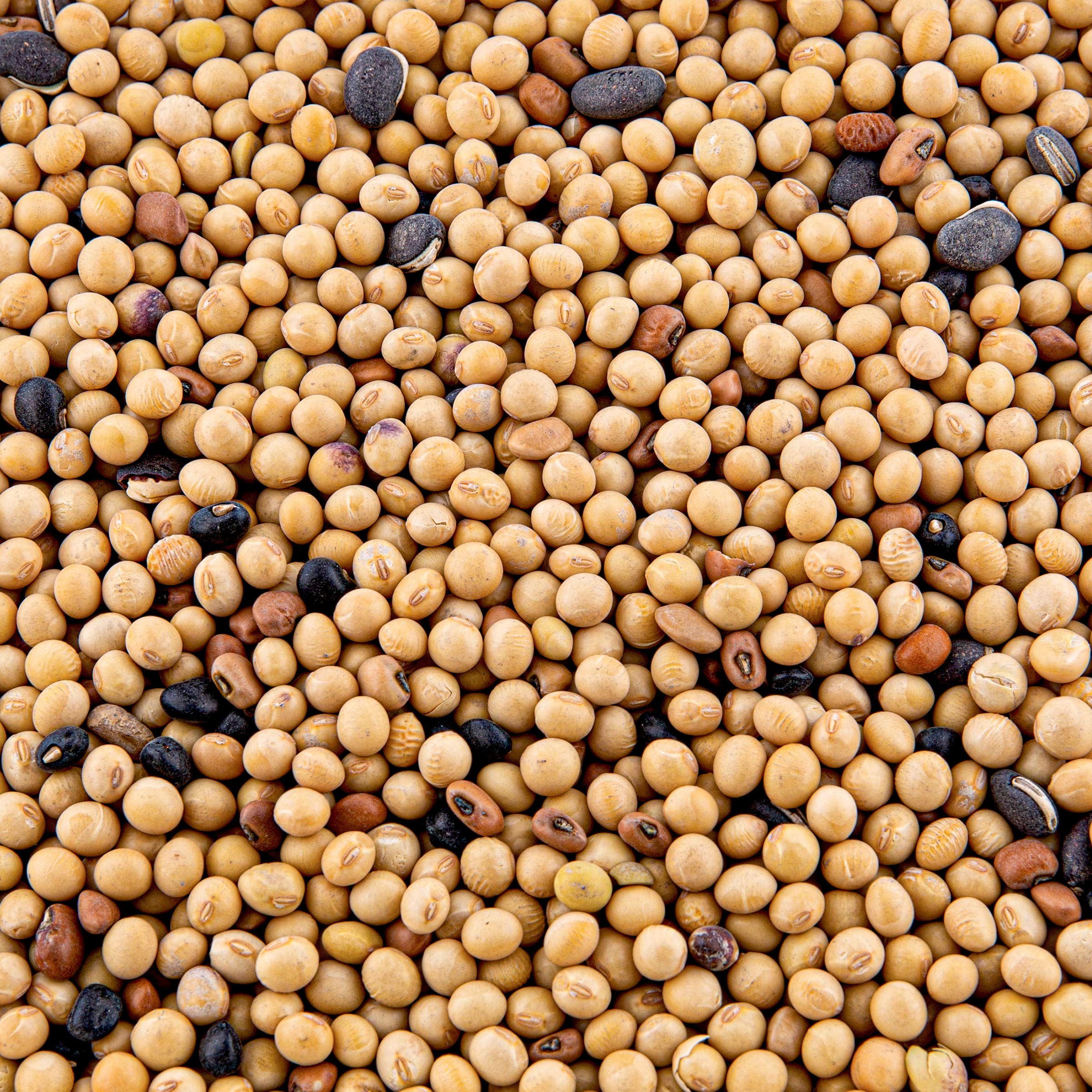 Mean Bean PRO Evolved Harvest 10LB