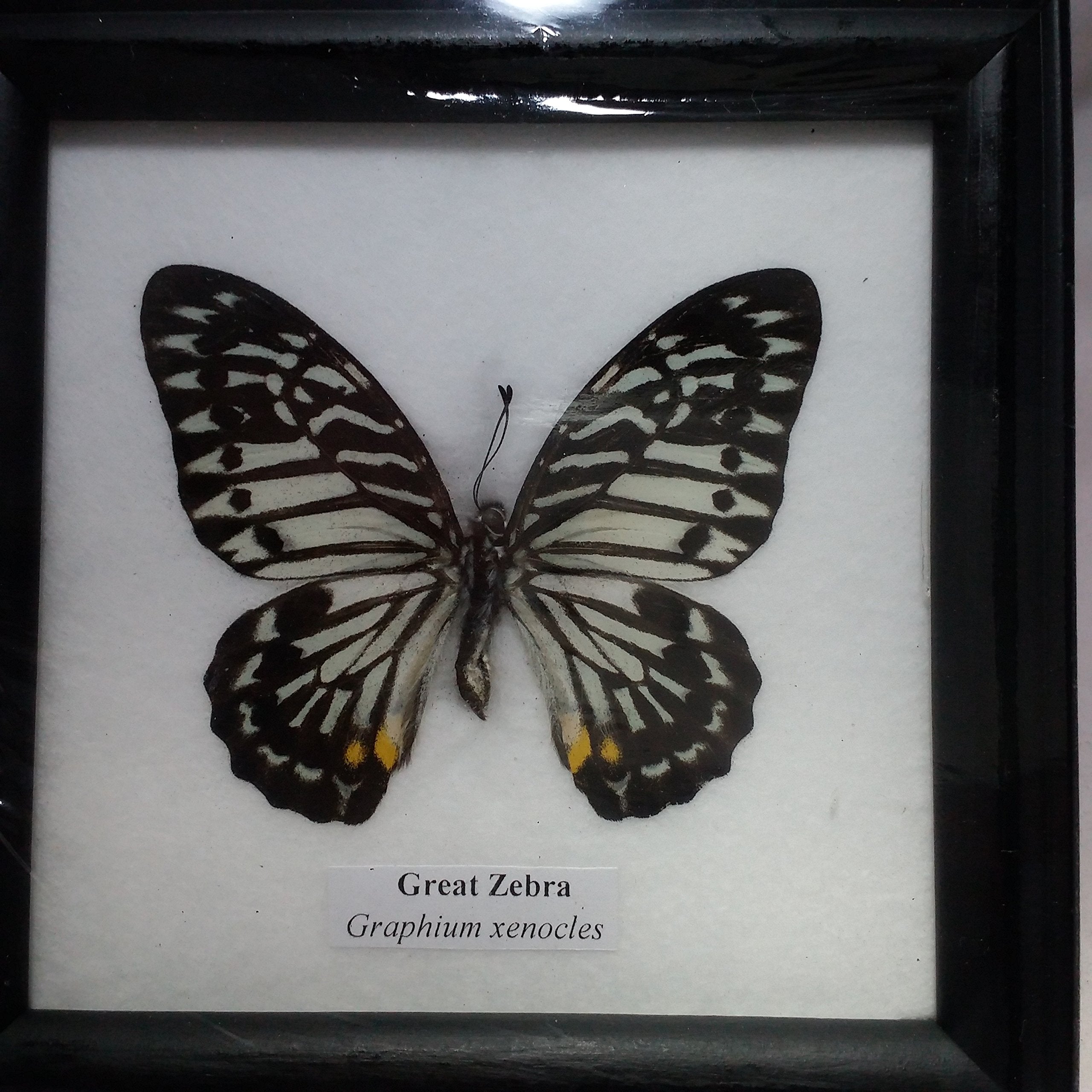 RARE HOME DECOR PICTURE FRAMES BEAUTIFUL GREAT ZEBRA BUTTERFLY DISPLAY INSECT TAXIDERMY 5"X5"X1"