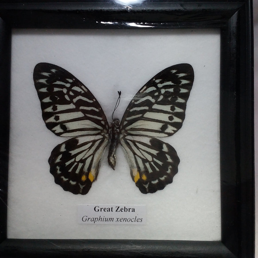 RARE HOME DECOR PICTURE FRAMES BEAUTIFUL GREAT ZEBRA BUTTERFLY DISPLAY INSECT TAXIDERMY 5"X5"X1"