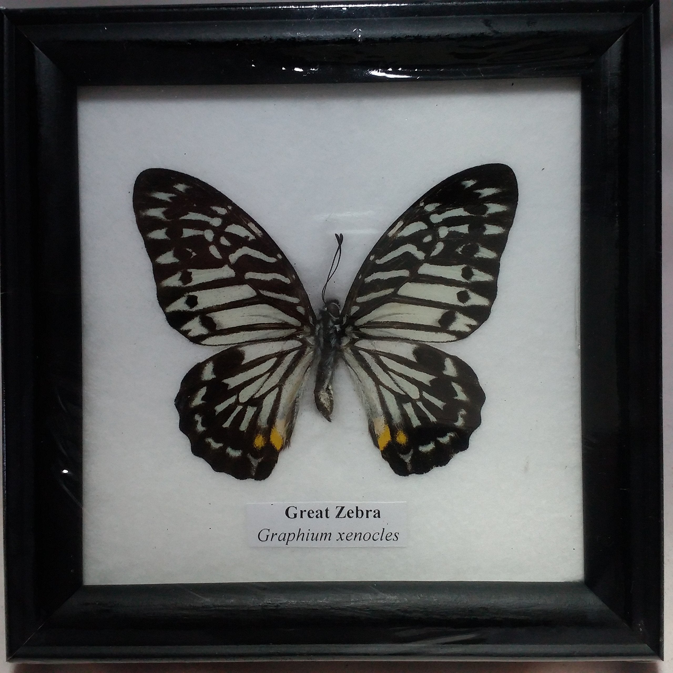 RARE HOME DECOR PICTURE FRAMES BEAUTIFUL GREAT ZEBRA BUTTERFLY DISPLAY INSECT TAXIDERMY 5"X5"X1"
