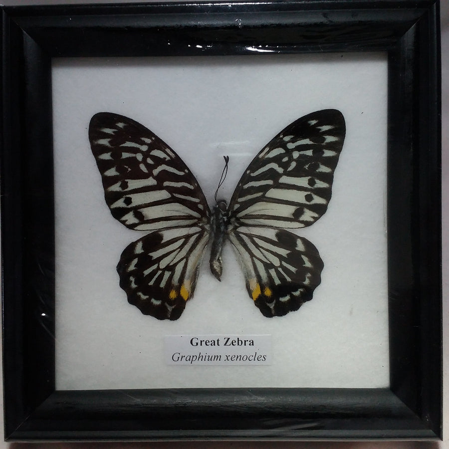 RARE HOME DECOR PICTURE FRAMES BEAUTIFUL GREAT ZEBRA BUTTERFLY DISPLAY INSECT TAXIDERMY 5"X5"X1"