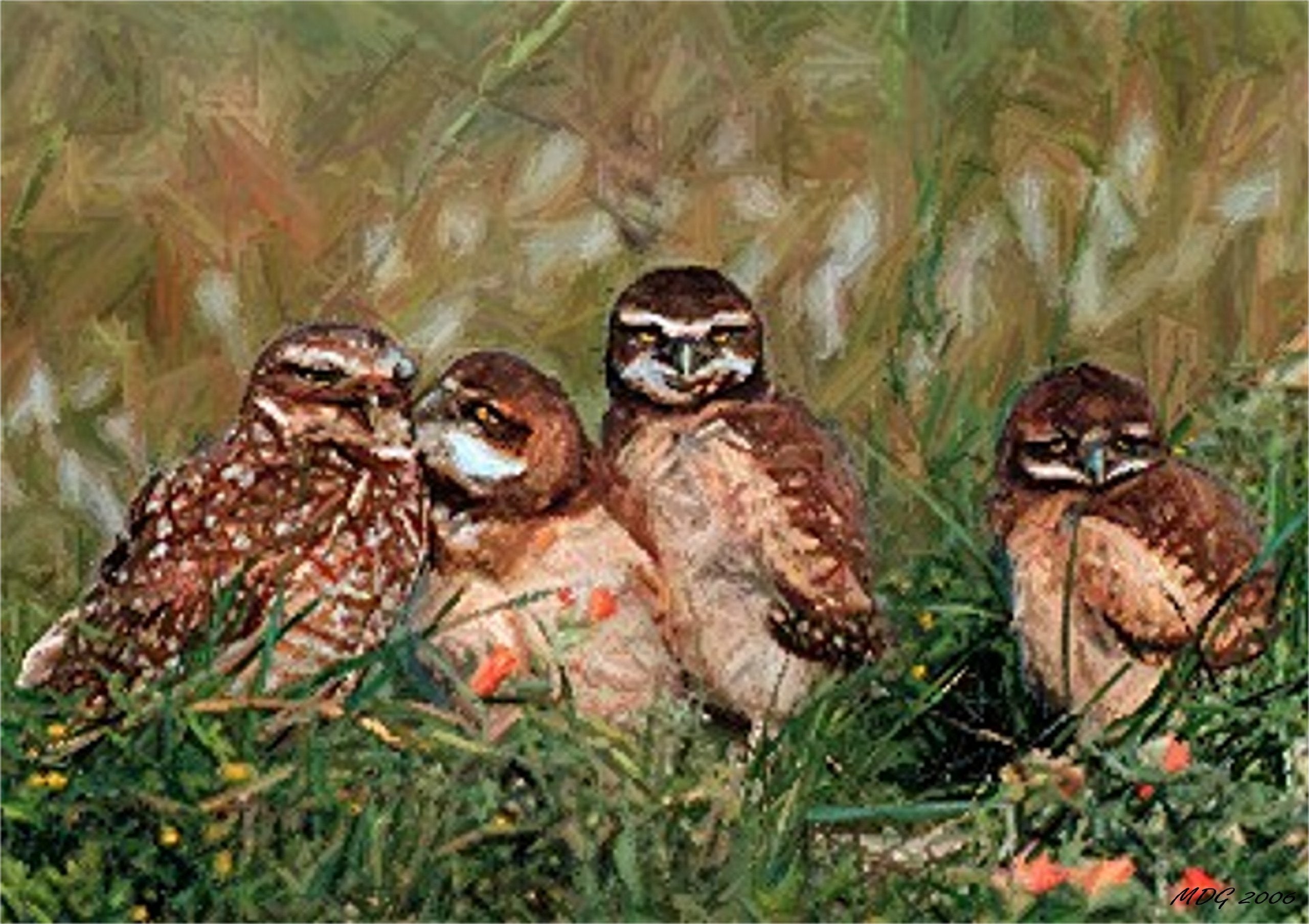 Matted Art Print Burrowing Owls Bird Portrait - 5 in x 7 in Design - 8 in x 10 in Matted