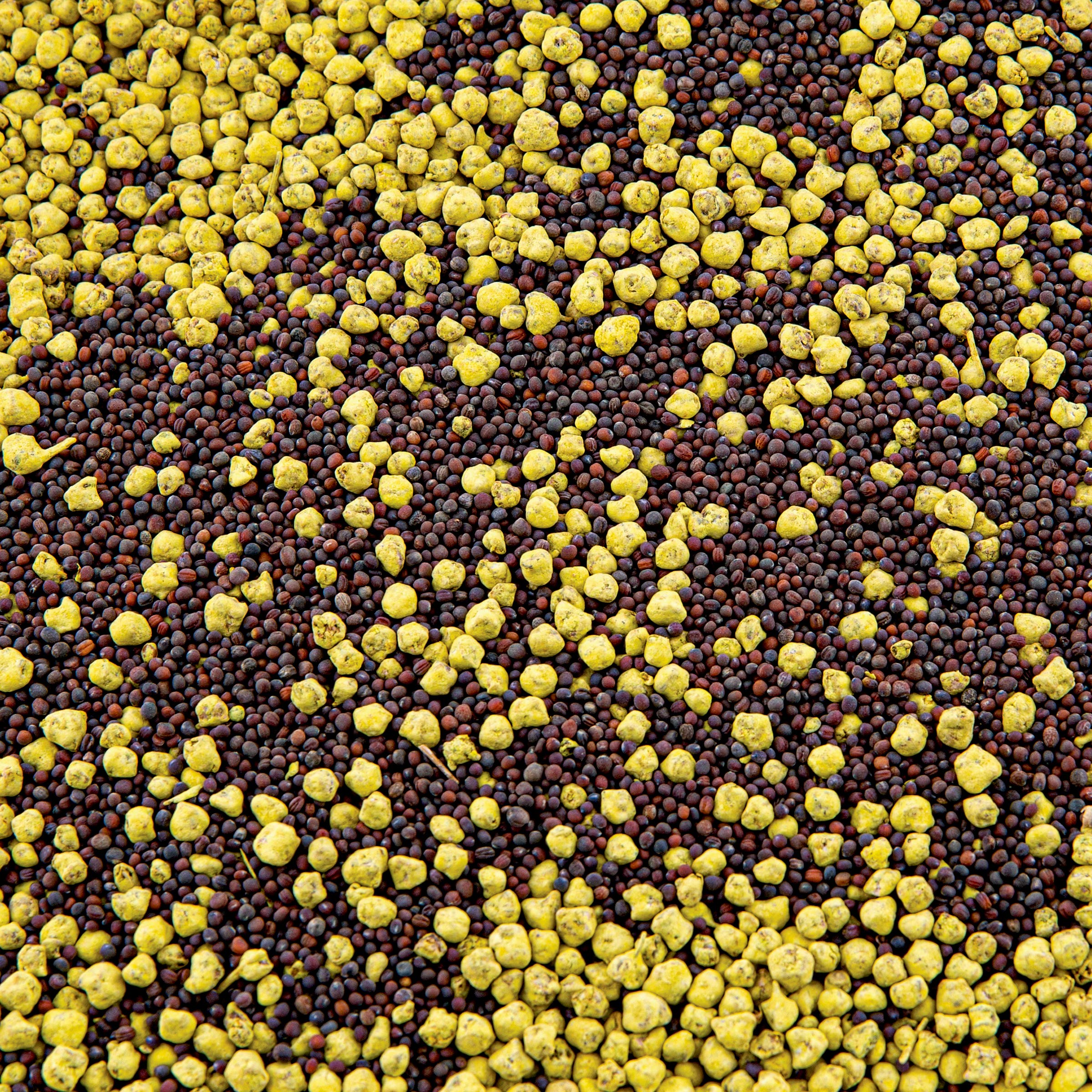 Sugar Beets and Bulbs Evolved Harvest